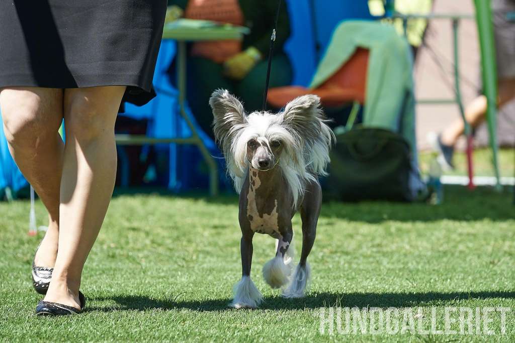 Nomilas Foppish Brat