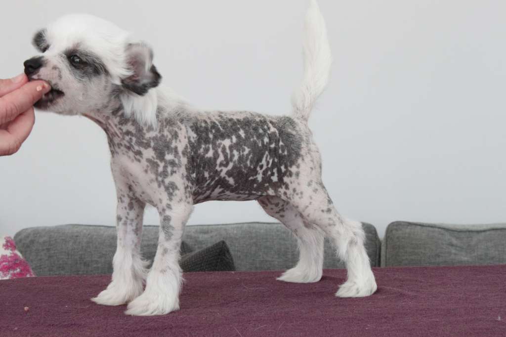 Allegranden Featuring Heybett