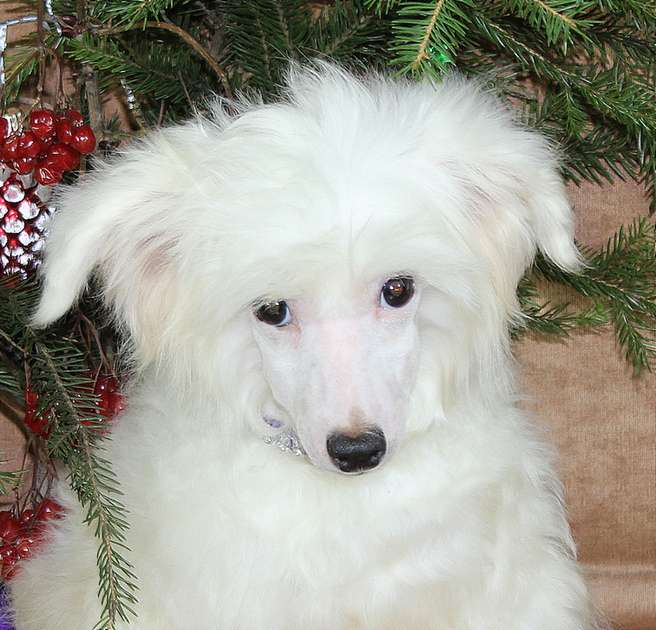 Angel O' Check Belyi Bim