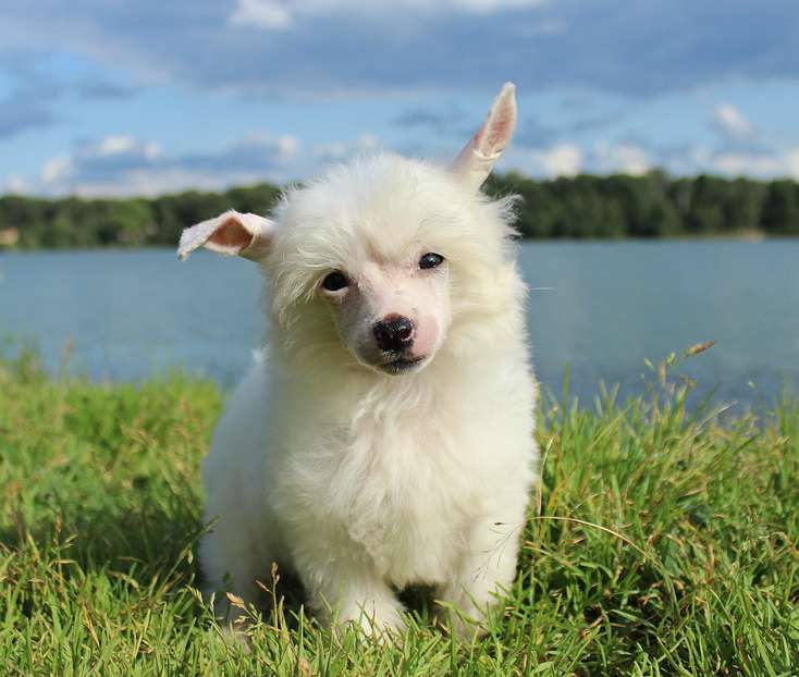 Angel O' Check Belosnegka