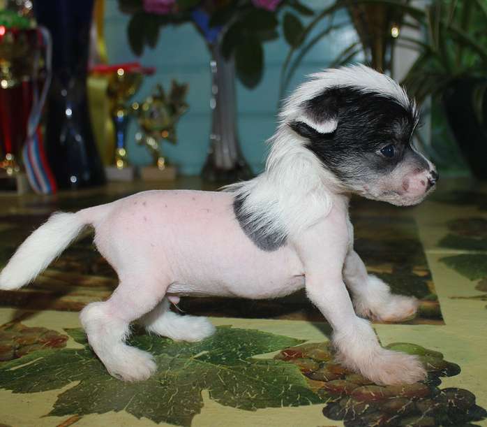 Angel O' Check Baloven Sudby