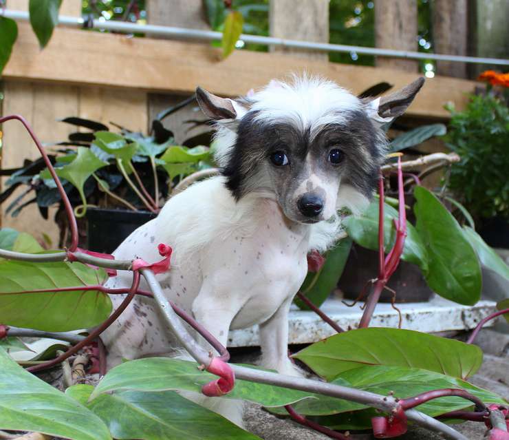 Angel O' Check Gortenzia