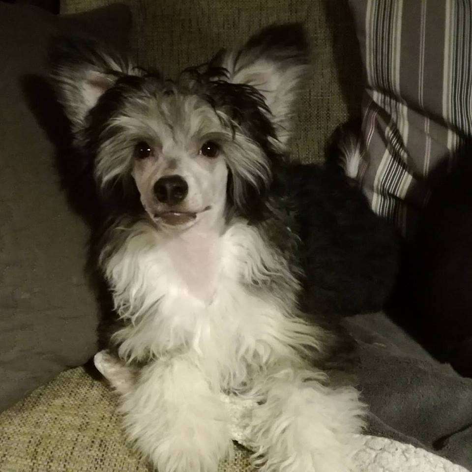 Joyway's To The Moon And Back