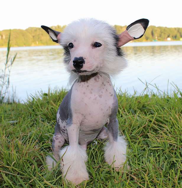 Angel O' Check Arhimed