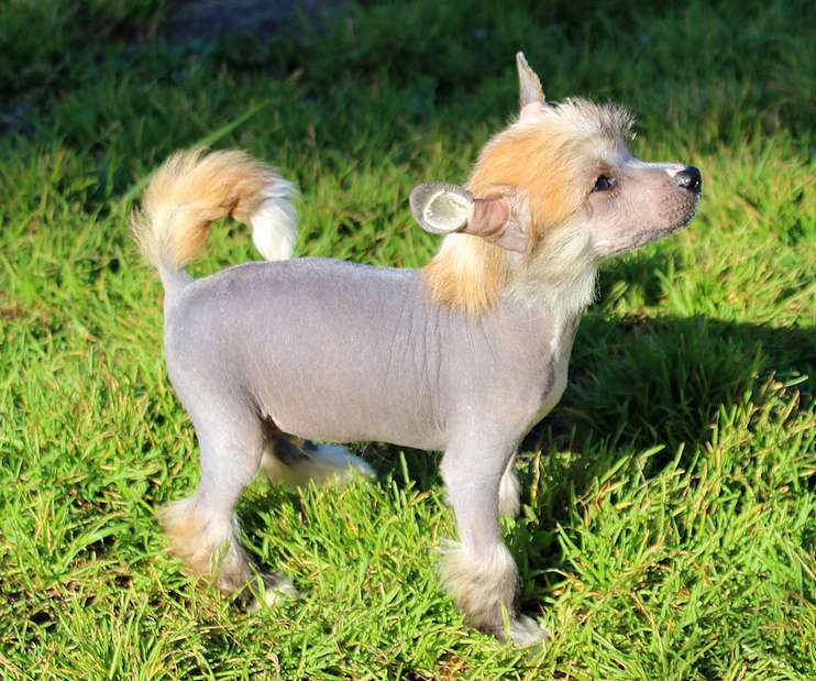 Angel O' Check Amenkhotep