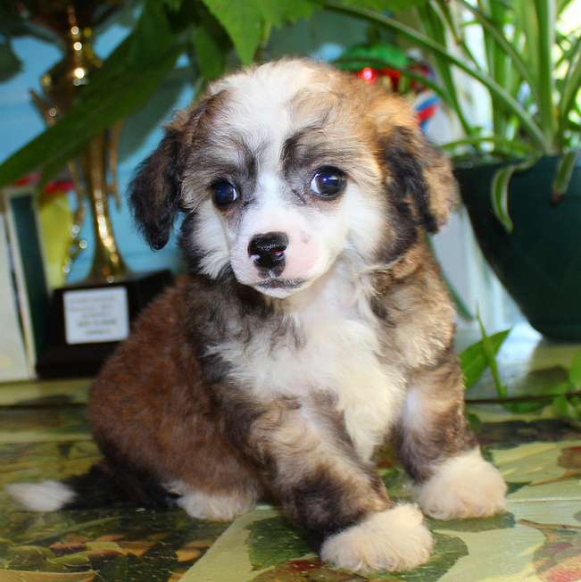 Angel O' Check Anturium