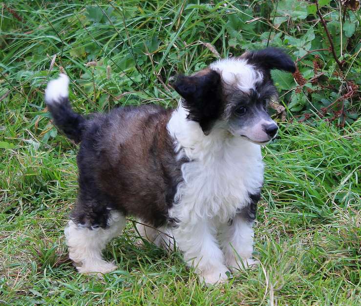 Angel O' Check Abkhazia