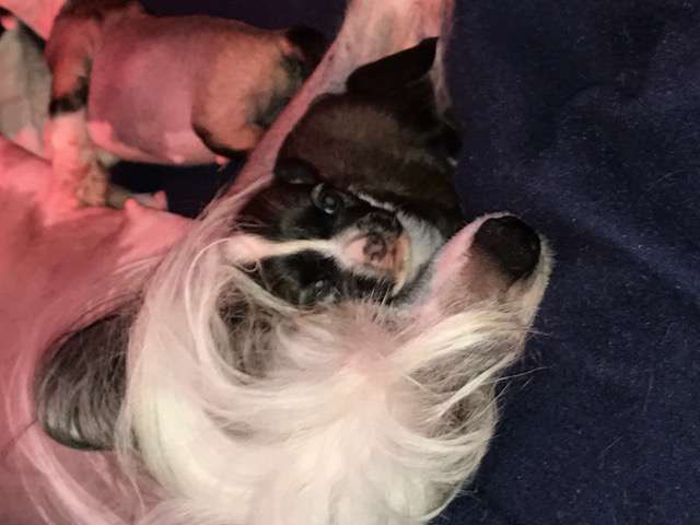 Dakota Rose Moon Struck