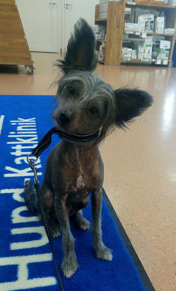 Herttileidin Pikku Pemminkäinen