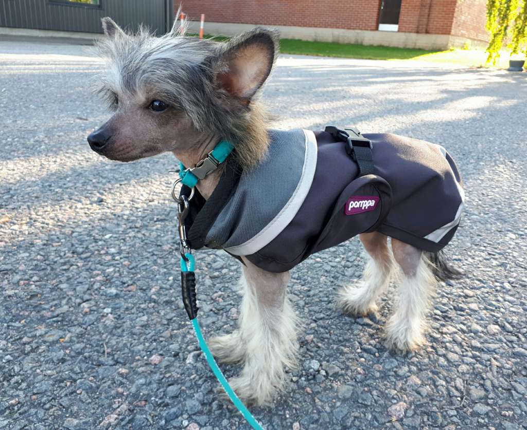 Herttileidin Pikku Pirulainen