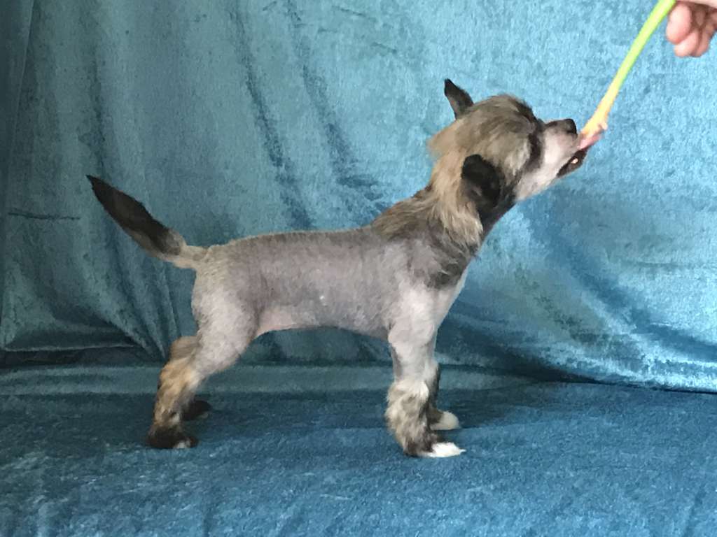 Nomilas Great Super Star