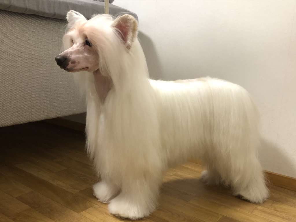 Kaitlin Prince Tokubetsu