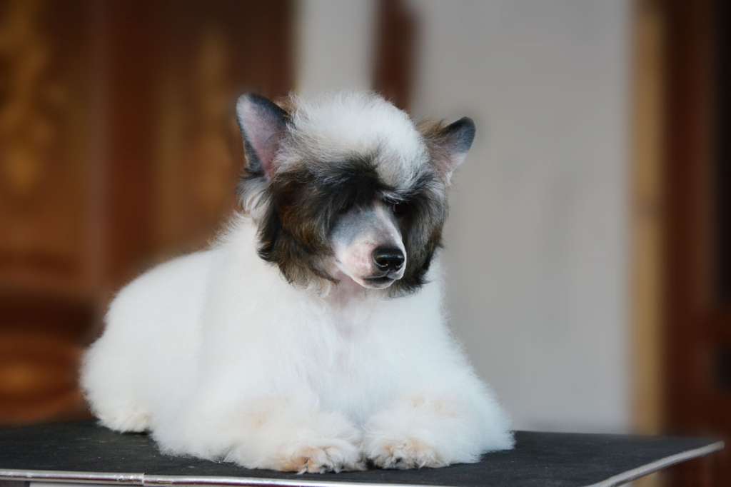 Danika Star Nectar For My Soul