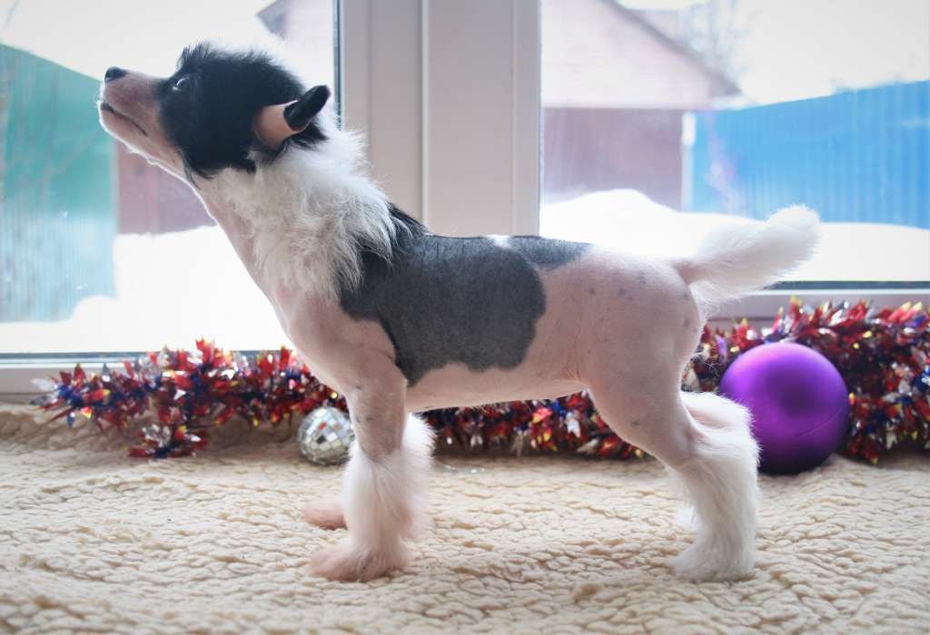 Miniatura Club Afrodita