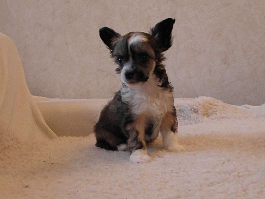 Drömtorpet's XXX de la Beanie