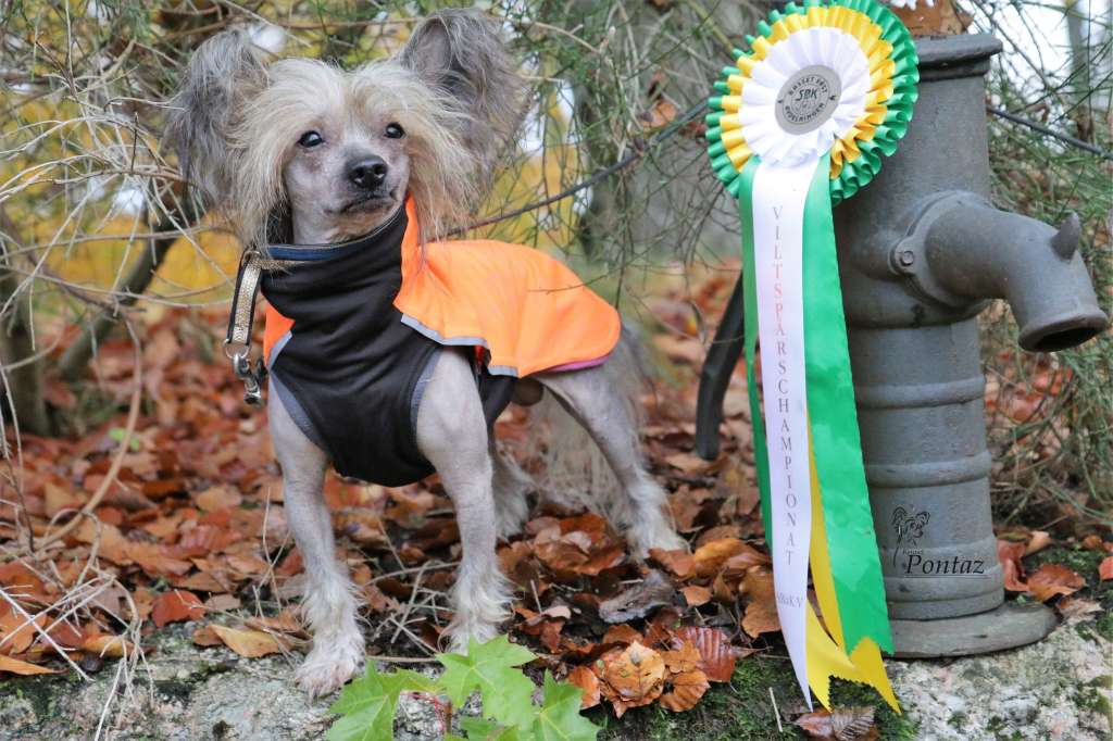 SEVCH Pontaz Phantom Blot