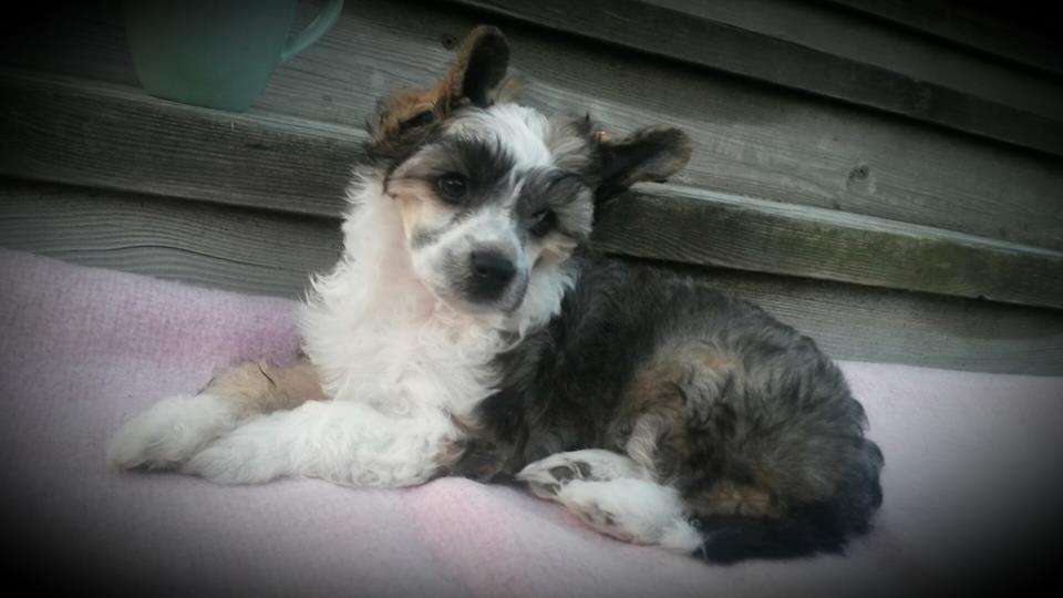 Pontaz Glittering Goldie O'Gilt