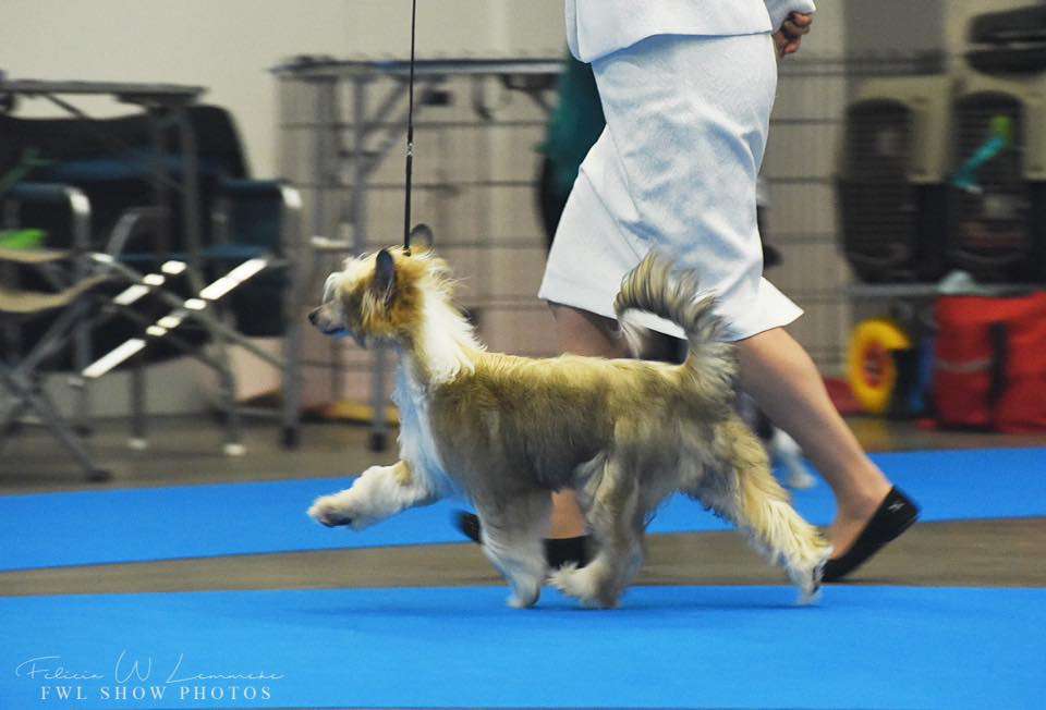 Pontaz Gladstone Gander