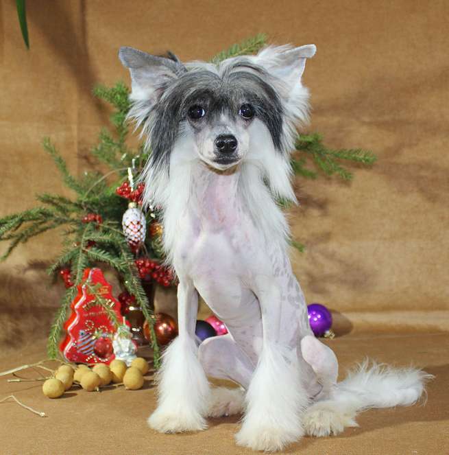 Angel O' Check Veigela