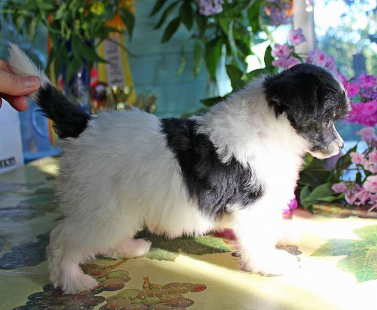 Angel O' Check Valerian