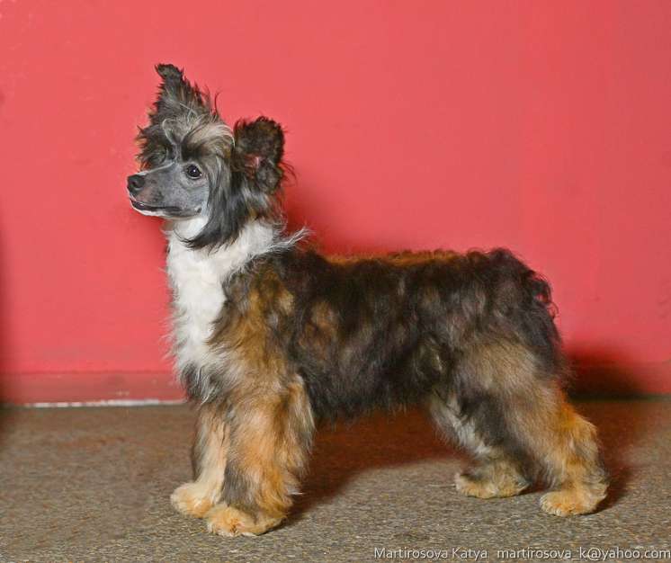 Angel O' Check Ekaterina lll