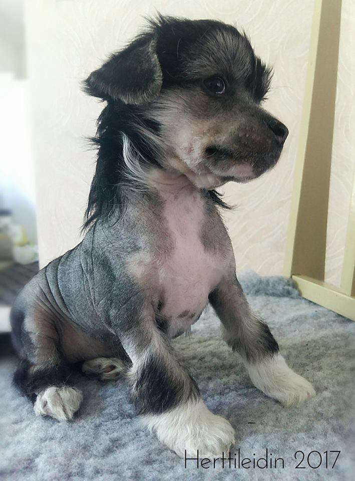 Herttileidin Musta Tuliki Göstasundqvist