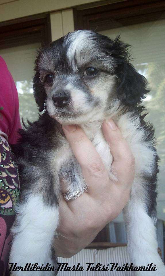 Herttileidin Musta Tulisi Vaikkamitä