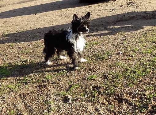 Herttileidin Pikku Palleroinen