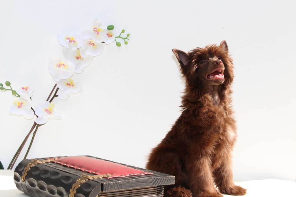 Hurrikan Gintaro Magija