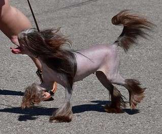 Hadria Gintaro Magija