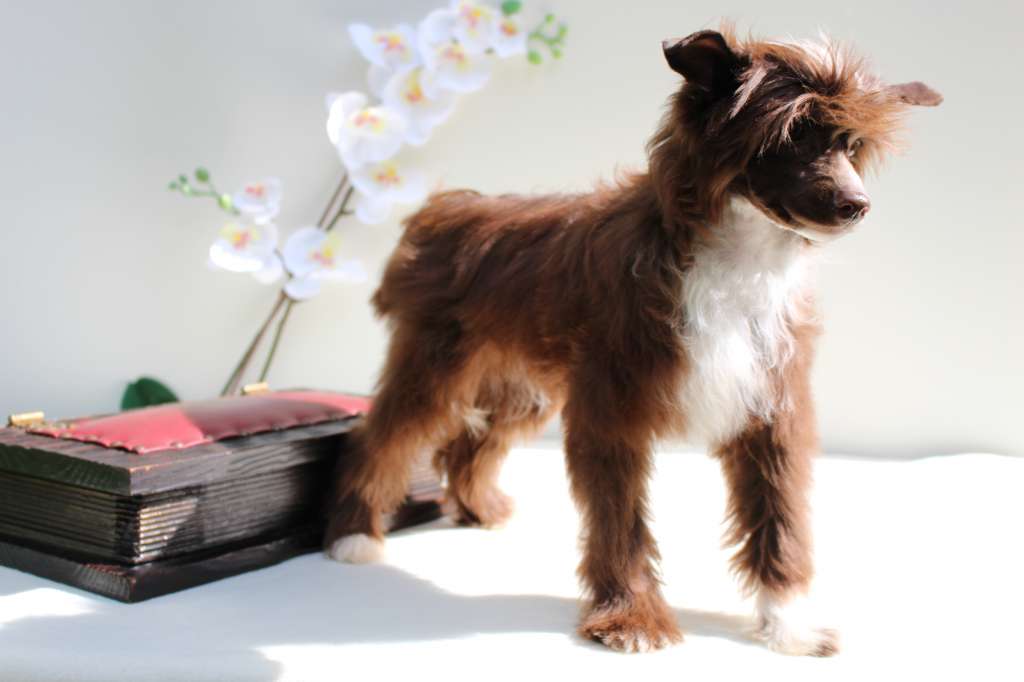 Heaven Gintaro Magija