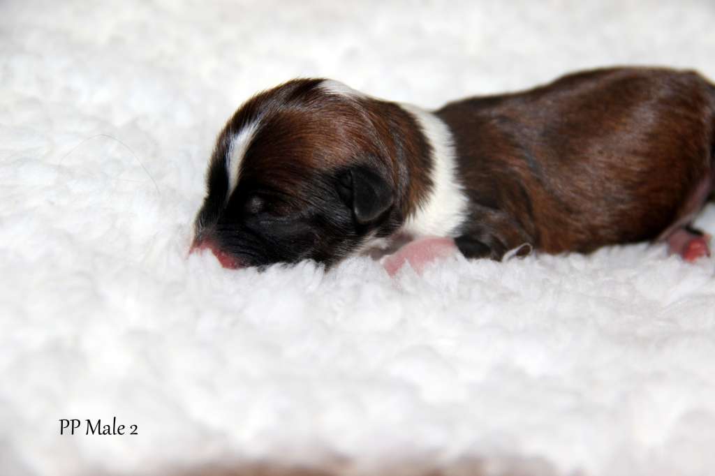 Moonlight Fantasy Gipperion