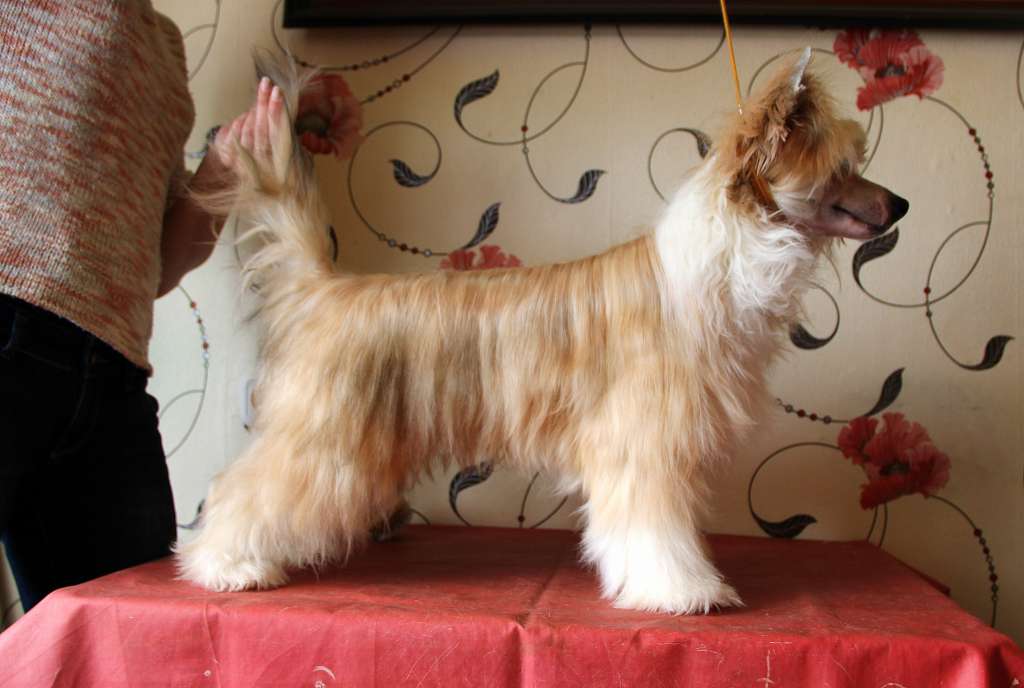 Moonlight Fantasy Gorahti