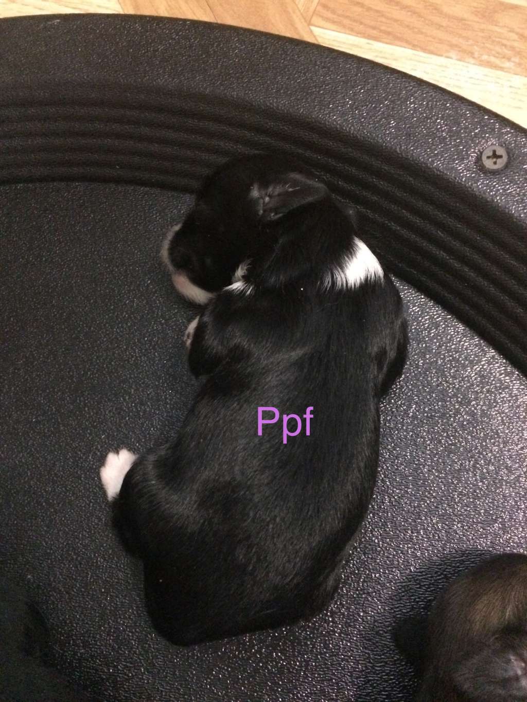 Black Powderpuff Girl