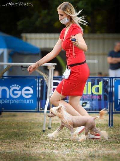 Ignite The Stars de Fageiro