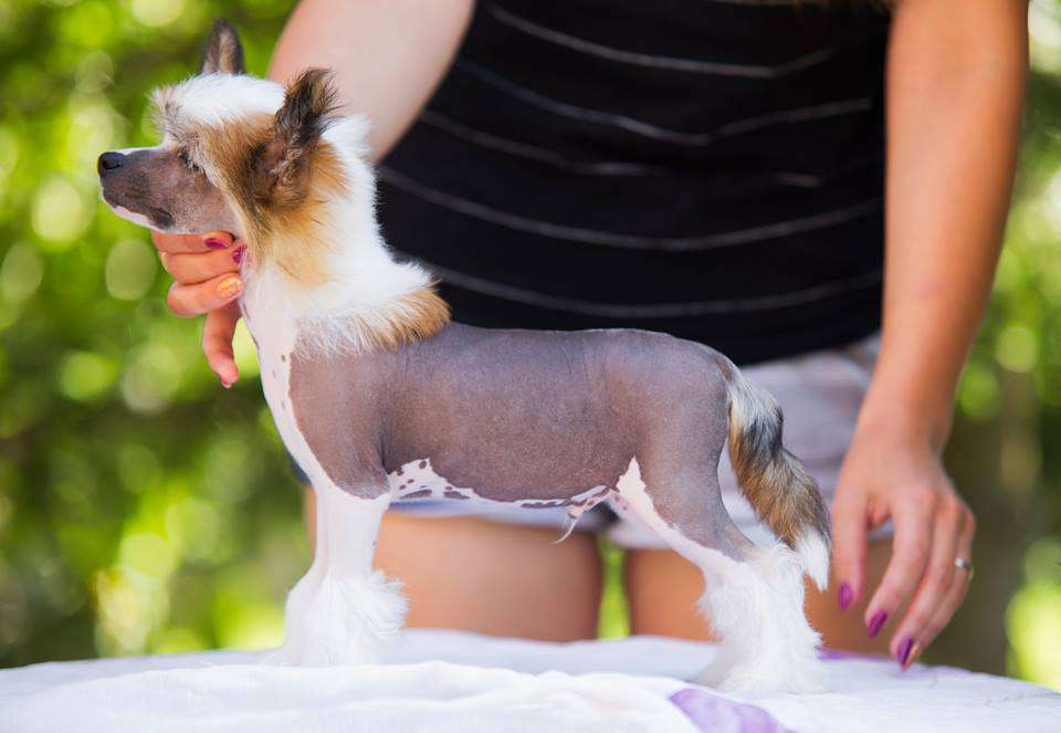 Streaptill Devil In Disguise