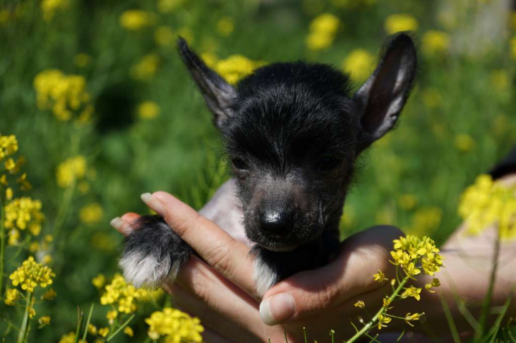 Sky Miracle Elvis Presley