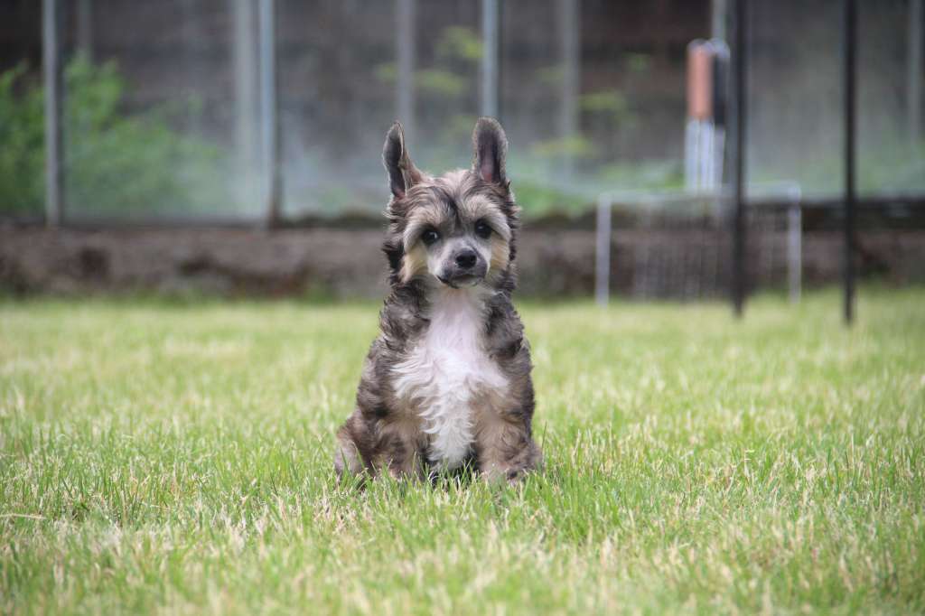 Aston Martin Paslaptingas Zvilgsnis