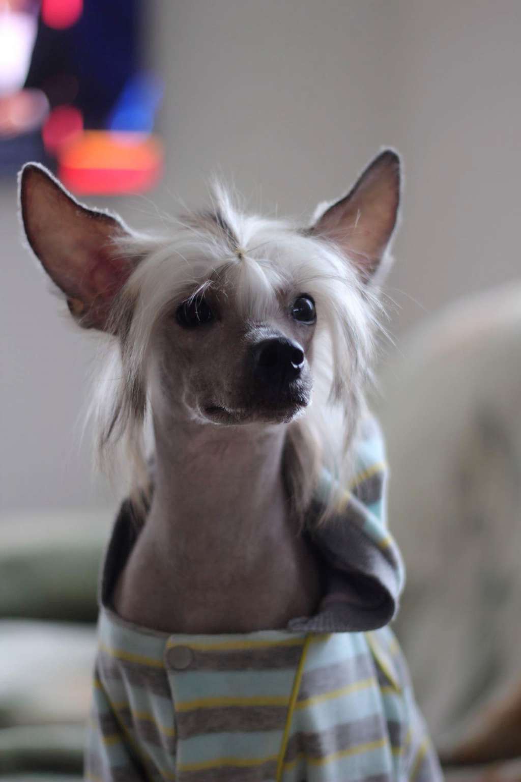 Avalon Paslaptingas Zvilgsnis