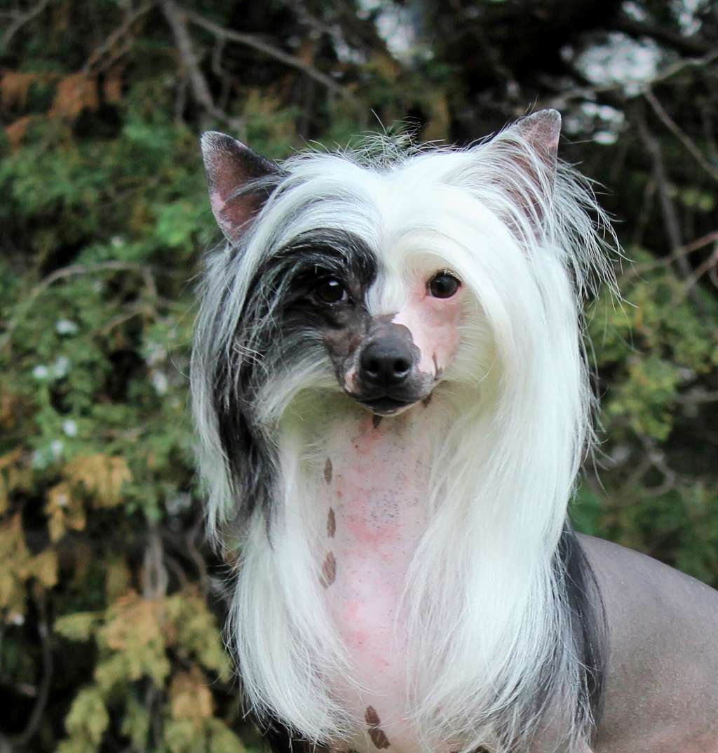 Antonello The Handsome (Cantarell)