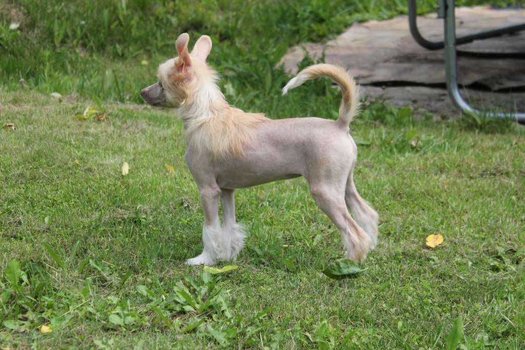 Del Terro Perros Elou Pik