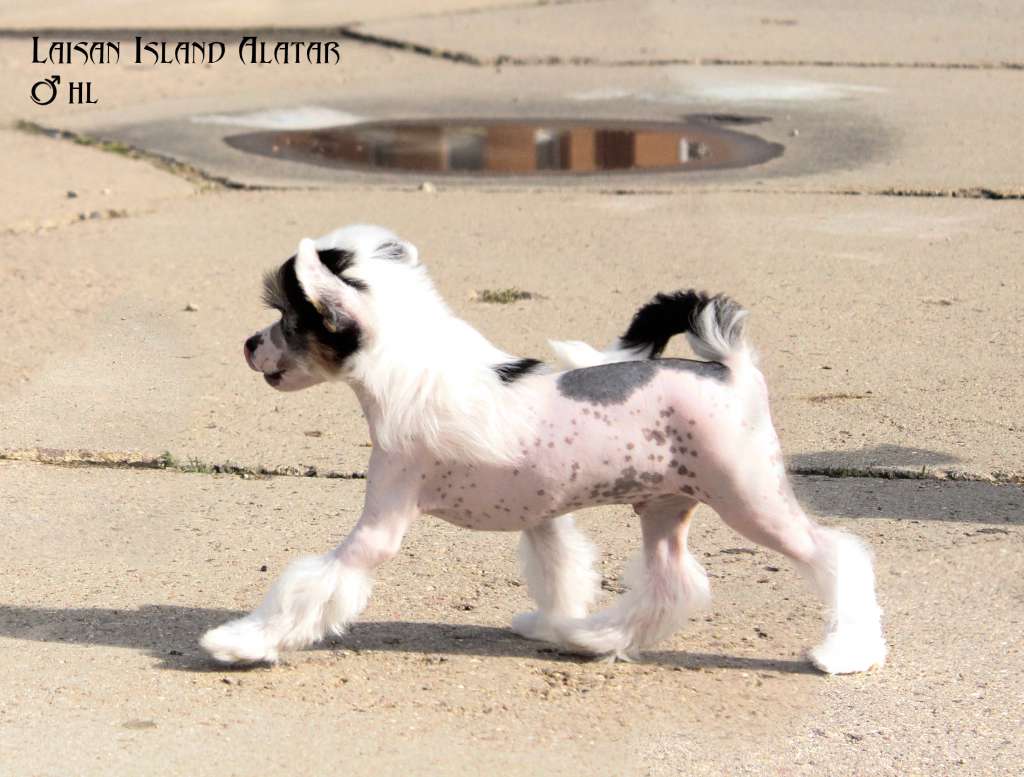 Laisan Island Alatar