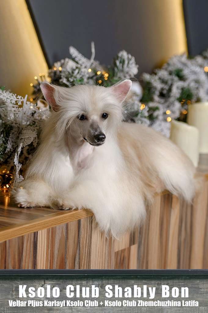 Ksolo Club Shably Bon
