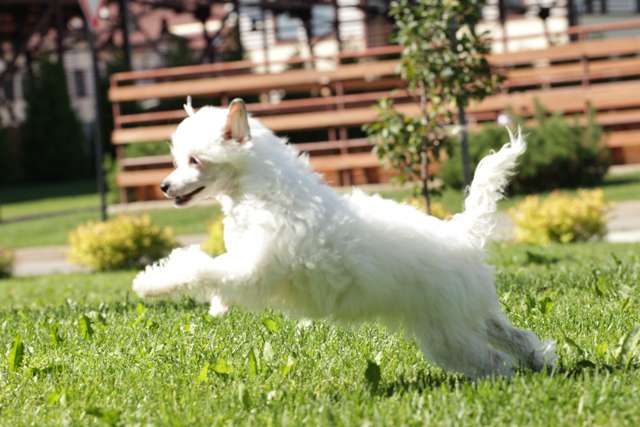 Ksolo Club Sharm De Lya Mer