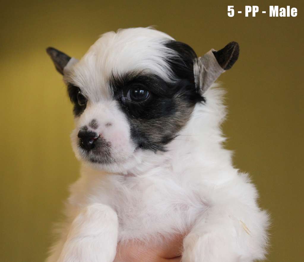 Laisan Island Asfaloth