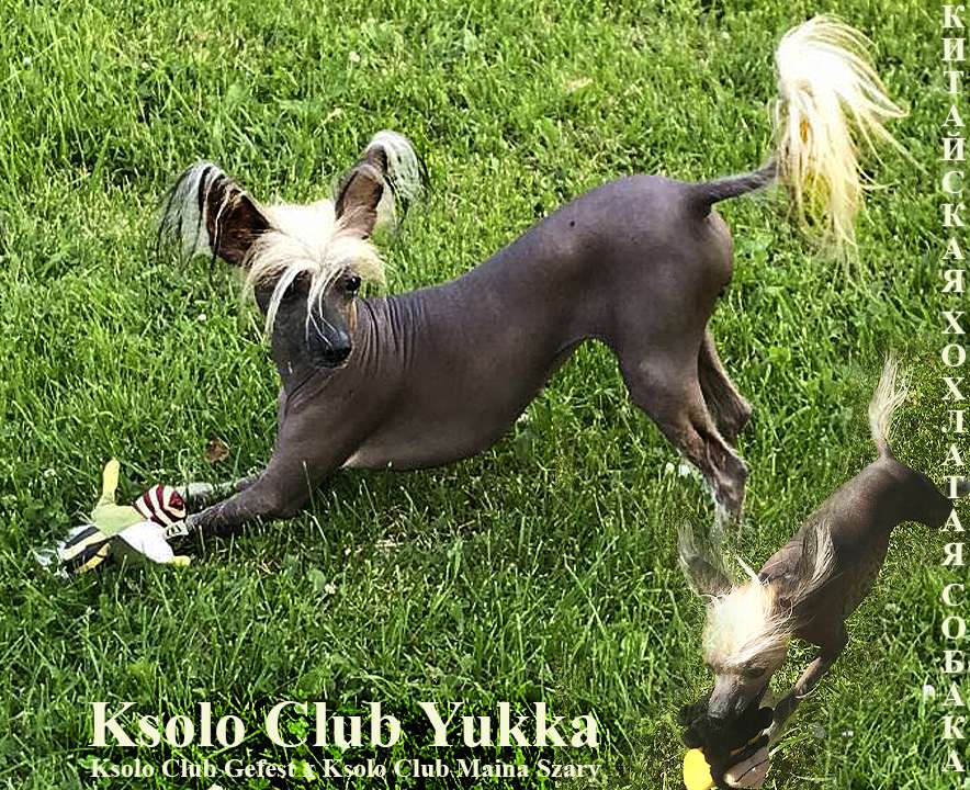 Ksolo Club Yukka