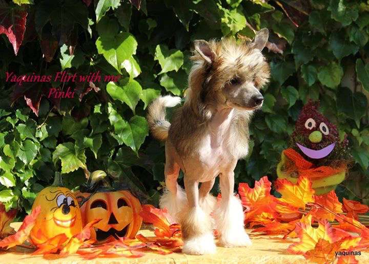 Yaquinas Flirt with me