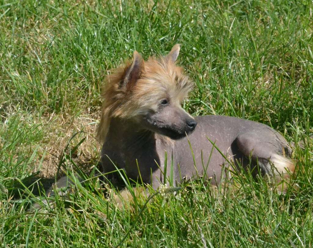 Nishka De L'Orée des Rêves