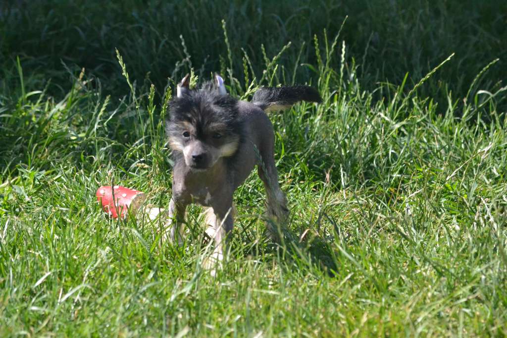 Nikaya de L'Orée des Rêves