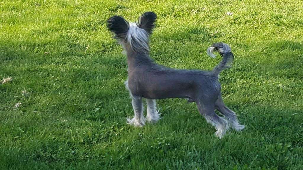 Deamor's Exclusive Blue Moon